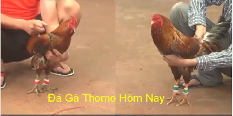 Đá gà thomo hôm nay tại GO99 hấp dẫn người chơi