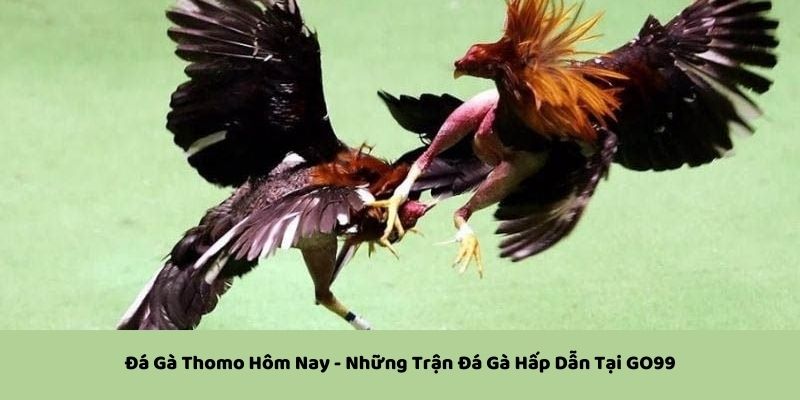 Đá Gà Thomo Hôm Nay - Những Trận Chiến Hấp Dẫn Tại GO99