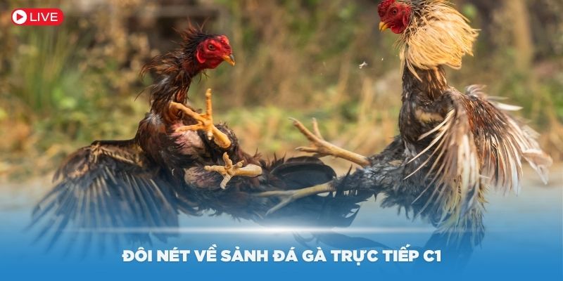 Giới thiệu đôi nét về sảnh đá gà trực tiếp C1