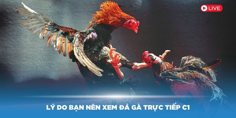 Lý do bạn nên xem đá gà trực tiếp C1 tại Go99