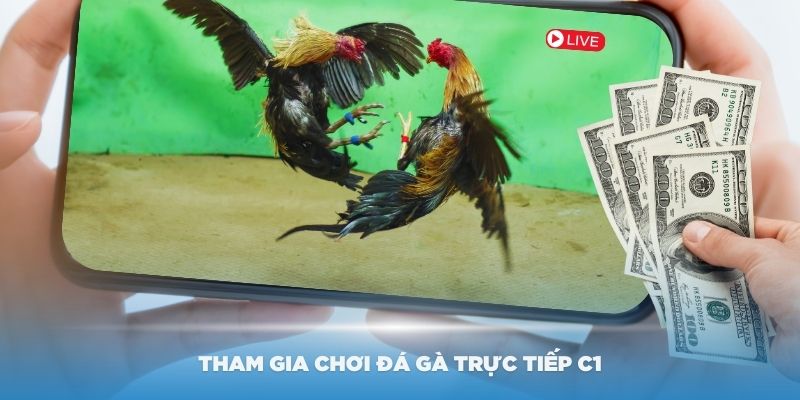 Cách để tham gia chơi đá gà trực tiếp C1