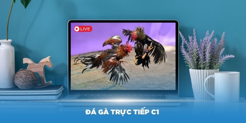 Đá Gà Trực Tiếp C1 Go99 - Sân Chơi Đỉnh Cao Cho Anh Em