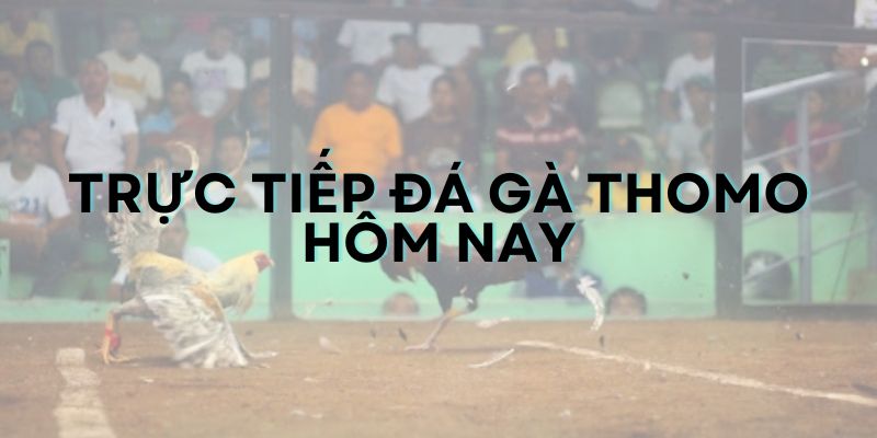 Trực tiếp đá gà Thomo hôm nay tại GO99 hấp dẫn